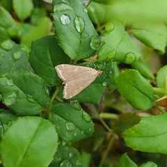 Loxostege sticticalis