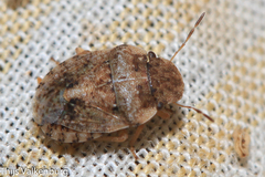 Sciocoris pallens