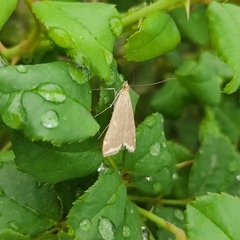 Loxostege sticticalis