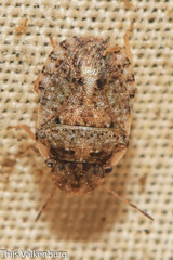 Sciocoris pallens