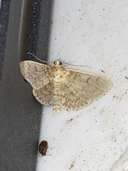 Anania quebecensis