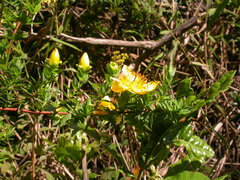 Hypericum revolutum revolutum
