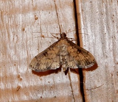 Nacoleia charesalis
