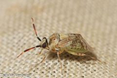 Eurystylus bellevoyei