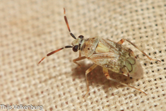 Eurystylus bellevoyei