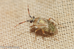 Eurystylus bellevoyei