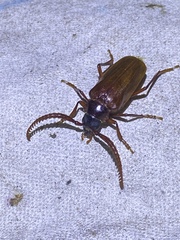 Prionus debilis