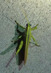 Schistocerca alutacea