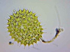 Pseudopediastrum boryanum