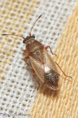 Cymus melanocephalus