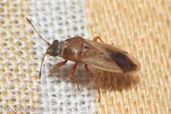 Cymus melanocephalus