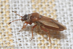 Cymus melanocephalus