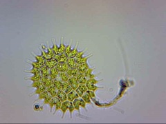 Pseudopediastrum boryanum