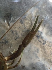 Procambarus lophotus