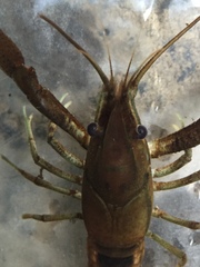 Procambarus lophotus