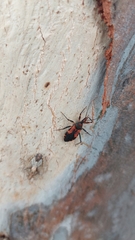 Havinthus rufovarius