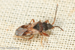 Scolopostethus cognatus