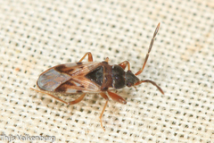 Scolopostethus cognatus