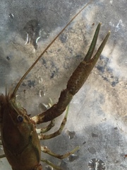 Procambarus lophotus