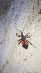 Havinthus rufovarius