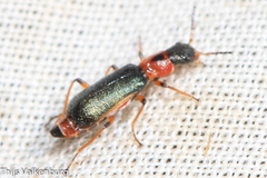 Protapalochrus flavolimbatus