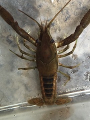 Procambarus lophotus