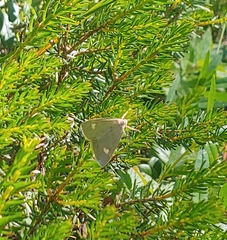 Udea alpinalis