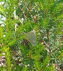 Udea alpinalis