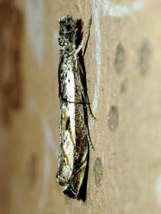 Platytes alpinella
