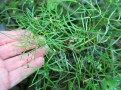 Ostericum tenuifolium
