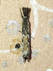 Platytes alpinella