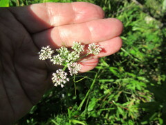 Ostericum tenuifolium
