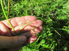 Ostericum tenuifolium