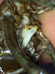 Procambarus lophotus