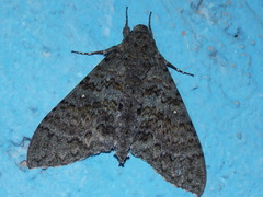 Manduca muscosa