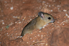 Pseudomys hermannsburgensis
