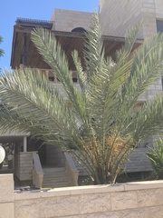 Phoenix dactylifera