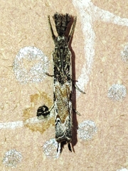 Platytes alpinella