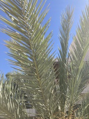 Phoenix dactylifera