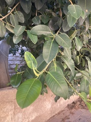 Ficus elastica