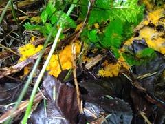 Byssonectria terrestris