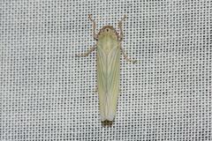 Cofana spectra