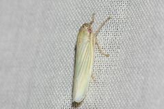 Cofana spectra