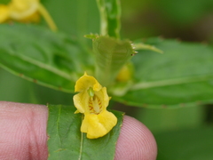 Impatiens dalzellii