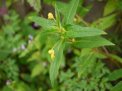 Impatiens dalzellii