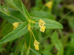 Impatiens dalzellii