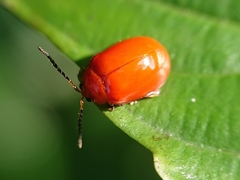 Hemipyxis