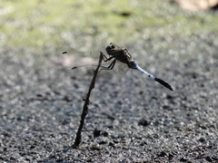 Orthetrum albistylum