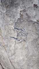 Stephanopis altifrons