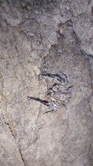 Stephanopis altifrons